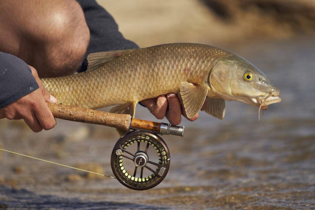 Fly fishing for barbel and carp